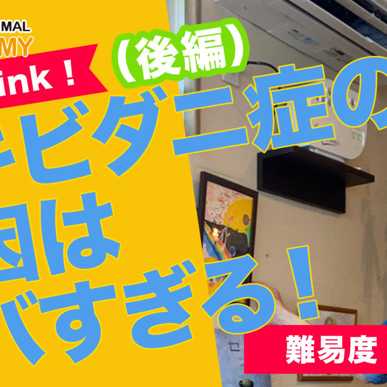 ニキビダニ症の原因はヤバすぎる！後編