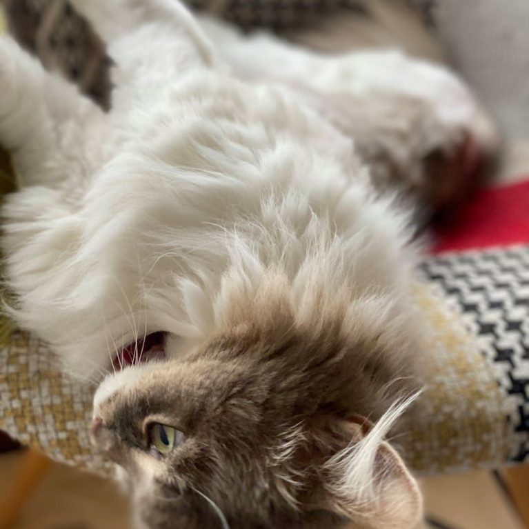 猫の腎臓治したよPart2〜サニクリ飼い主新聞〜