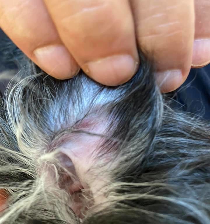 サニアカ飼い主新聞