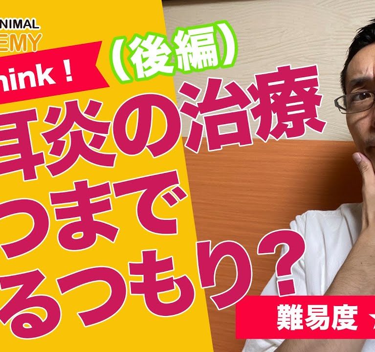 外耳炎の治療、いつまでやるつもり?〜後編〜