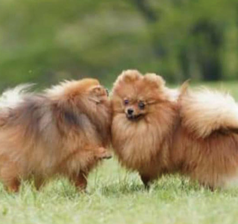 サニアカ飼い主新聞