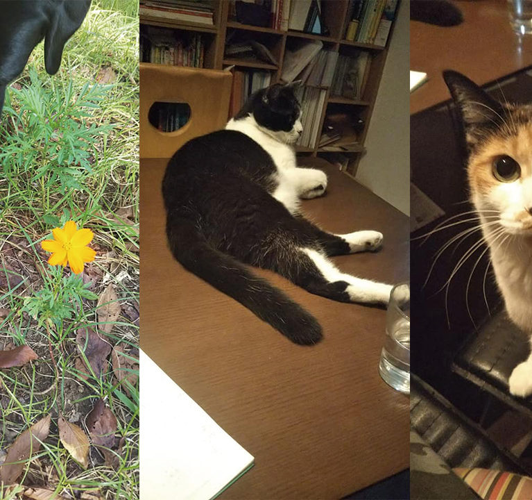 サニアカ飼い主新聞