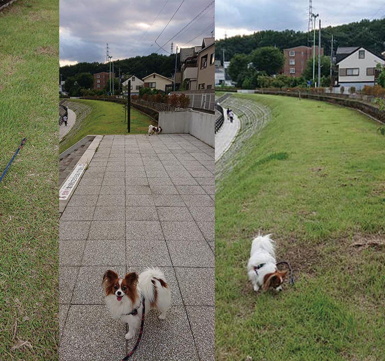 親との関係もスッキリ!!〜サニクリ飼い主新聞