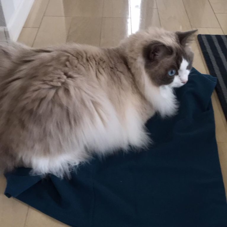 サニアカ飼い主新聞