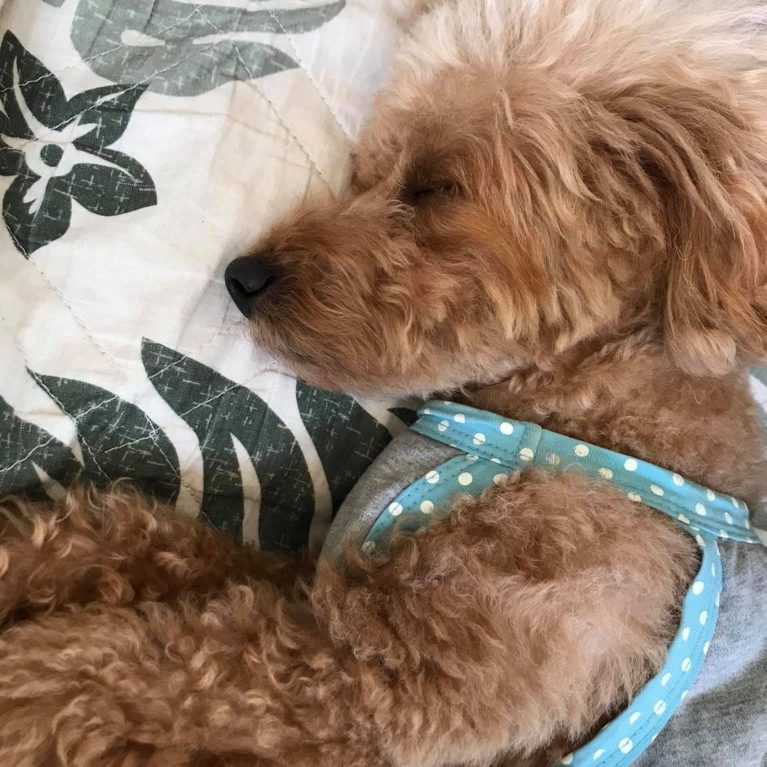 サニアカ飼い主新聞