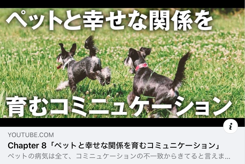 Youtube 柴ちゃんねる サニーズアニマルクリニック