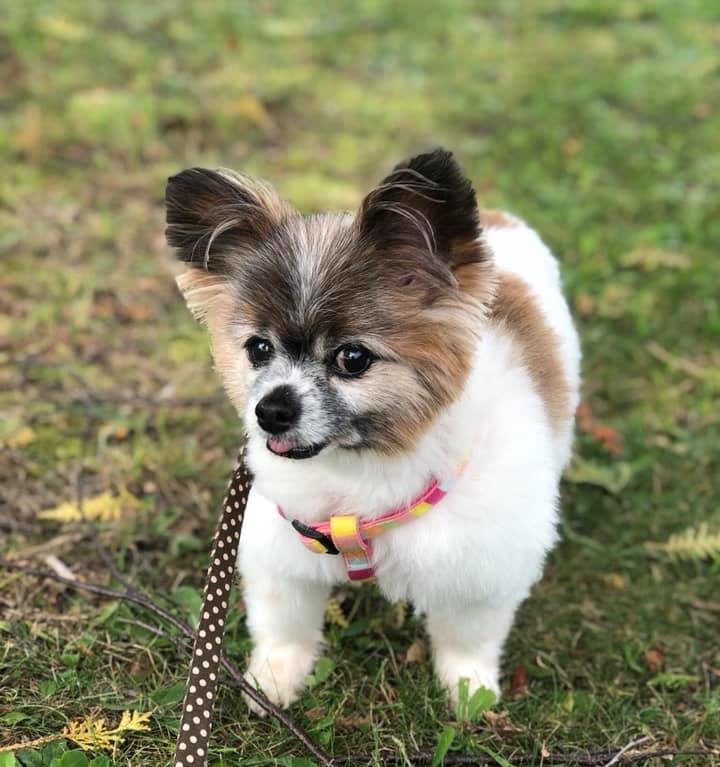 サニアカ飼い主新聞