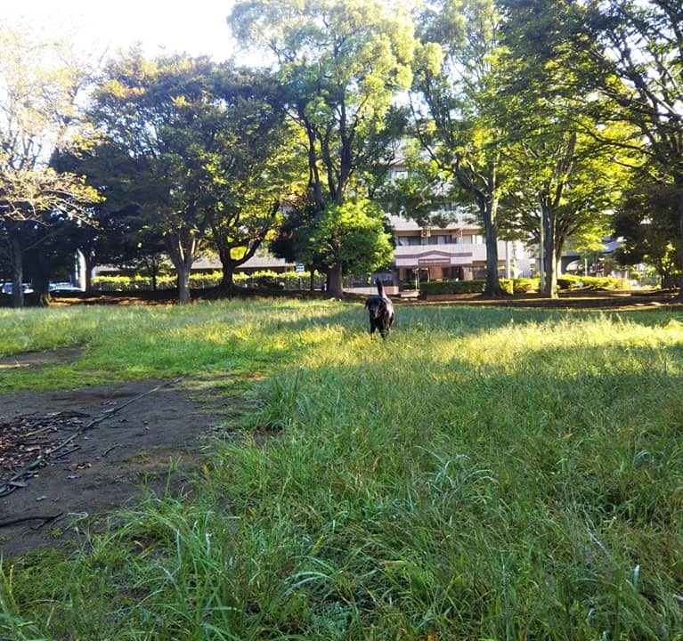 サニアカ飼い主新聞