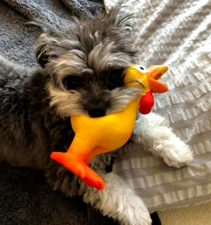 サニアカ飼い主新聞