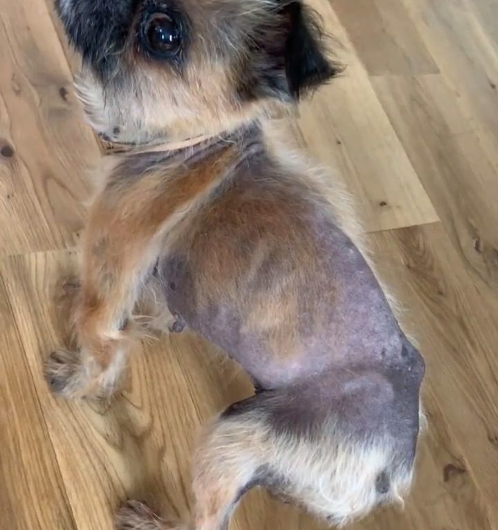 サニアカ飼い主新聞