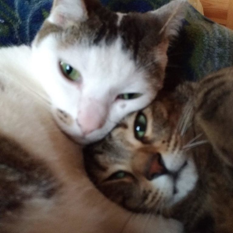 サニアカ飼い主新聞