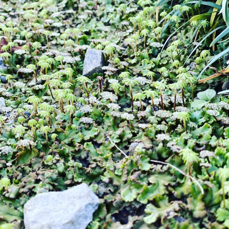 熱帯雨林の上空