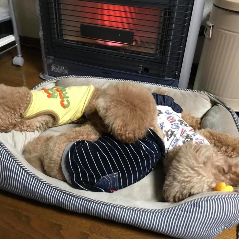 サニアカ飼い主新聞