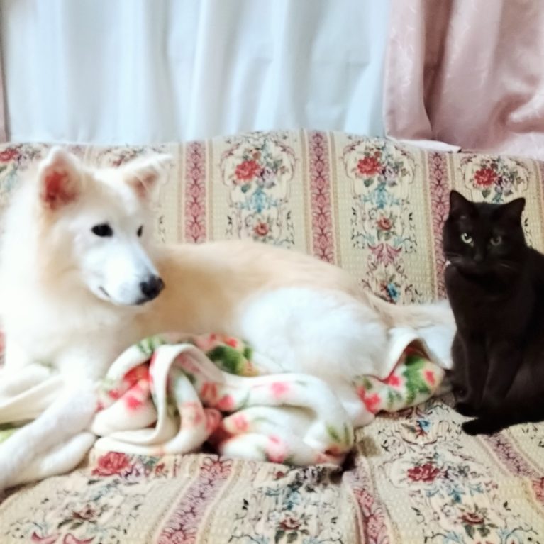 サニアカ飼い主新聞