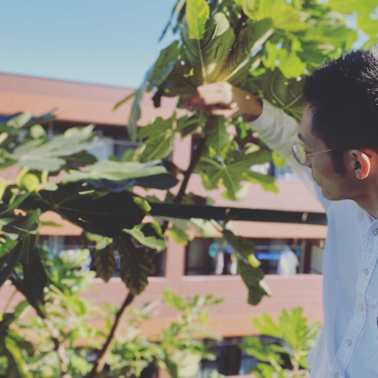 まだまだイチジクがなる。