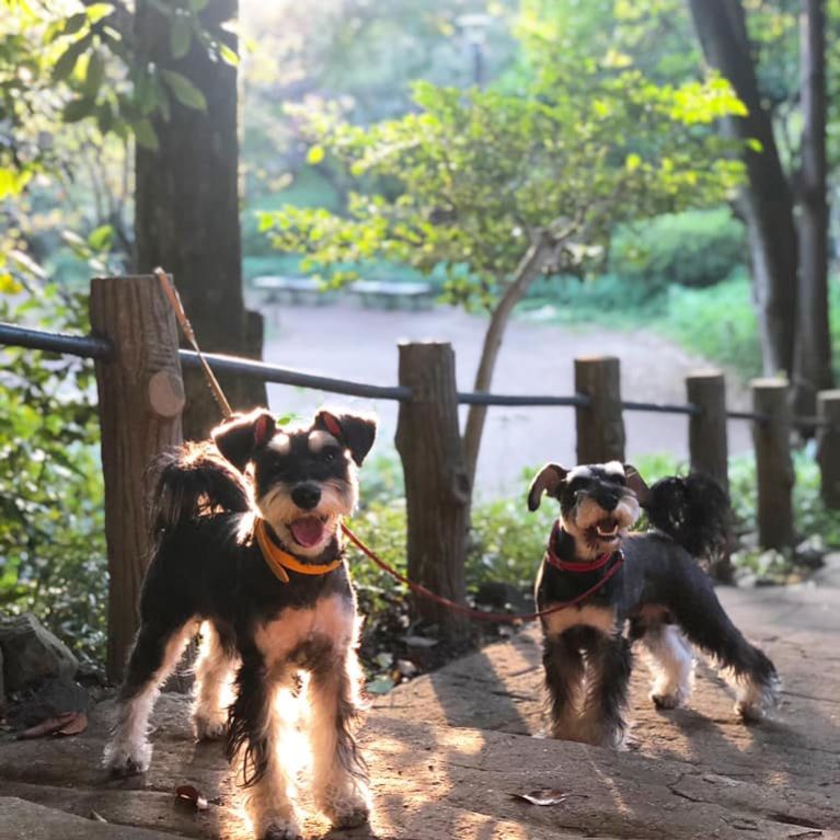 サニアカ飼い主新聞
