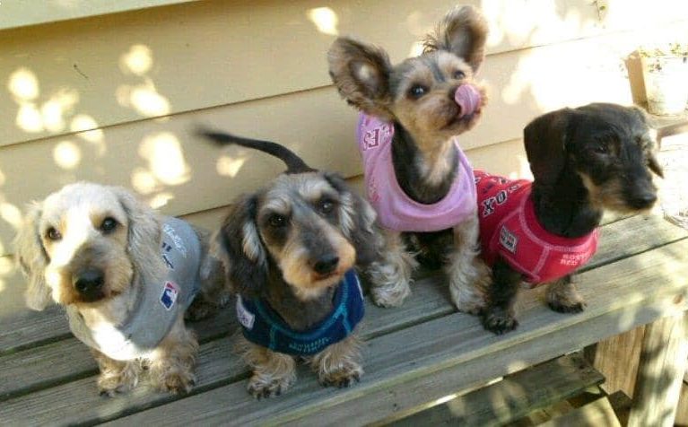 サニアカ飼い主新聞