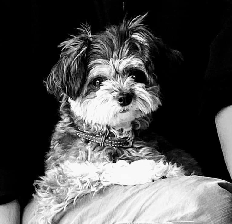 サニアカ飼い主新聞