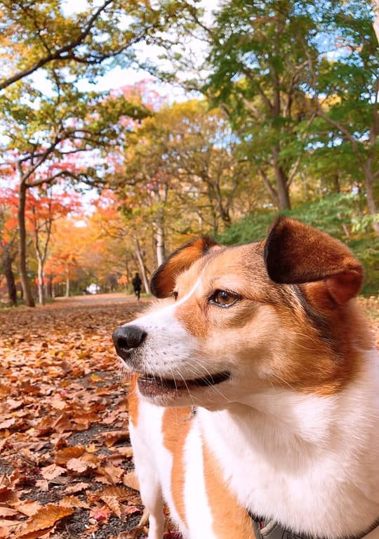 サニアカ飼い主新聞