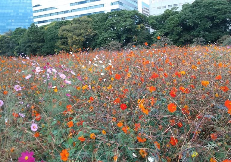 サニアカ飼い主新聞